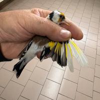 Cardellina mayor pezzata