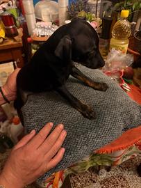 Cucciolo Pinscher nano