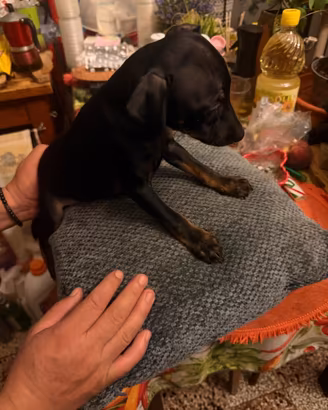 Cucciolo Pinscher nano