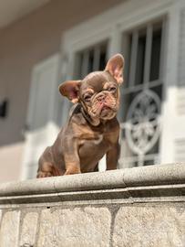 Cucciola di bulldog francese