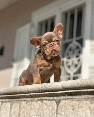 Cucciola di bulldog francese