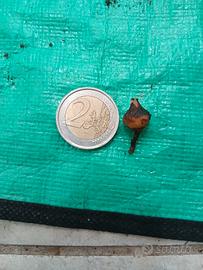 Bulbo Alocasia Bambino variegata 