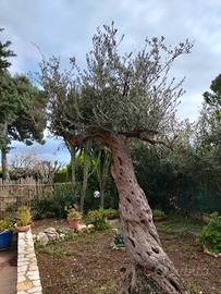 alberi di ulivo