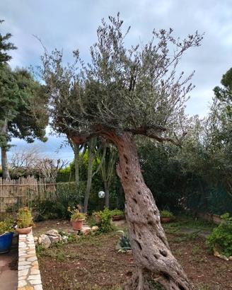 alberi di ulivo