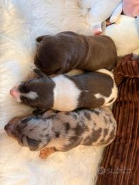 Cuccioli bassotto pelo corto