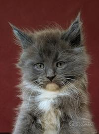 Cucciola Maine coon