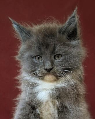 Cucciola Maine coon