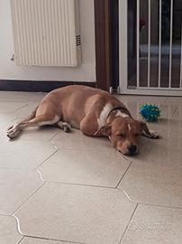 cucciolo meticcio 