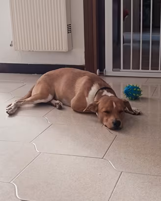 cucciolo meticcio 