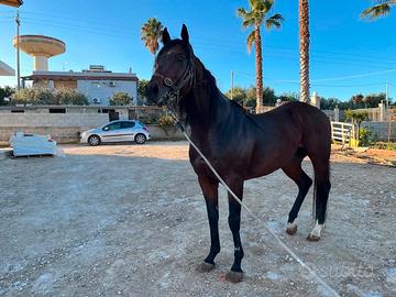 Cavallo Purosangue inglese