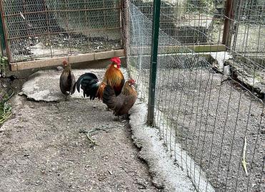 Uova e pulcini galline ornamentali