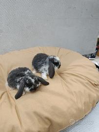 Conigli nani ariete mini lop