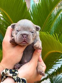 Bulldog francese