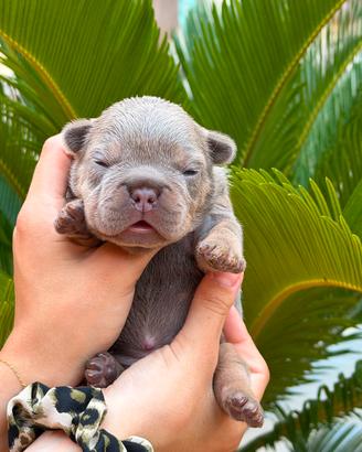 Bulldog francese