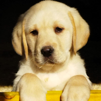 Labrador retriever