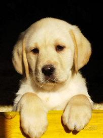 Labrador retriever