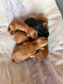 Coker Spaniel Inglese con pedigree