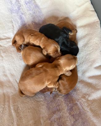 Coker Spaniel Inglese con pedigree