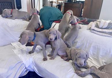 Weimaraner cuccioli