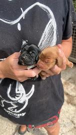 Cuccioli di cocker spaniel fulvi e neri