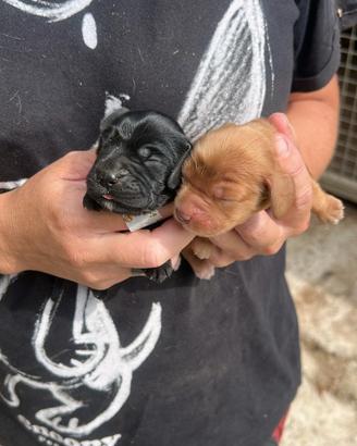 Cuccioli di cocker spaniel fulvi e neri