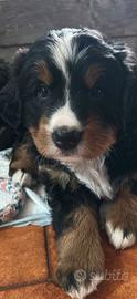 Cucciola di bovaro del bernese con pedigree