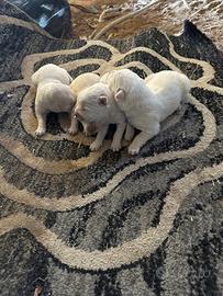 Cuccioli di Pastore Maremmano Abruzzese
