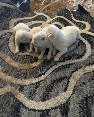 Cuccioli di Pastore Maremmano Abruzzese