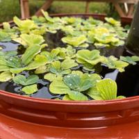 Pistia (Piante galleggianti acquario)