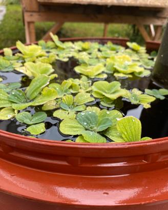 Pistia (Piante galleggianti acquario)