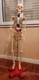 Scheletro Willy, alla scoperta del corpo umano