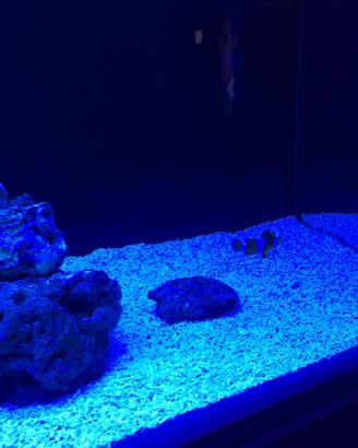 sabbia corallina acquario marino