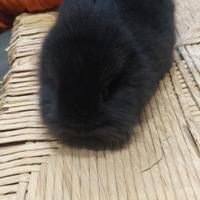 Coniglietto nano testa di leone