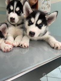 Husky siberiano