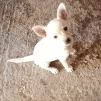 Cucciola chihuahua