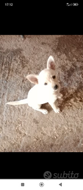 Cucciola chihuahua