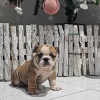 Cucciole bulldog inglese