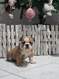 Cucciole bulldog inglese