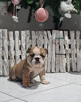 Cucciole bulldog inglese