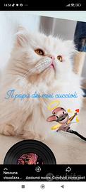 Gatto persiano disponibile x monta
