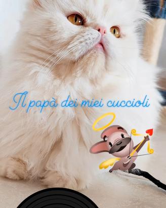 Gatto persiano disponibile x monta