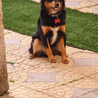 Cagnolino