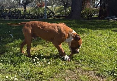 Pitbull ukc maschio per monta