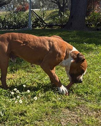 Pitbull ukc maschio per monta