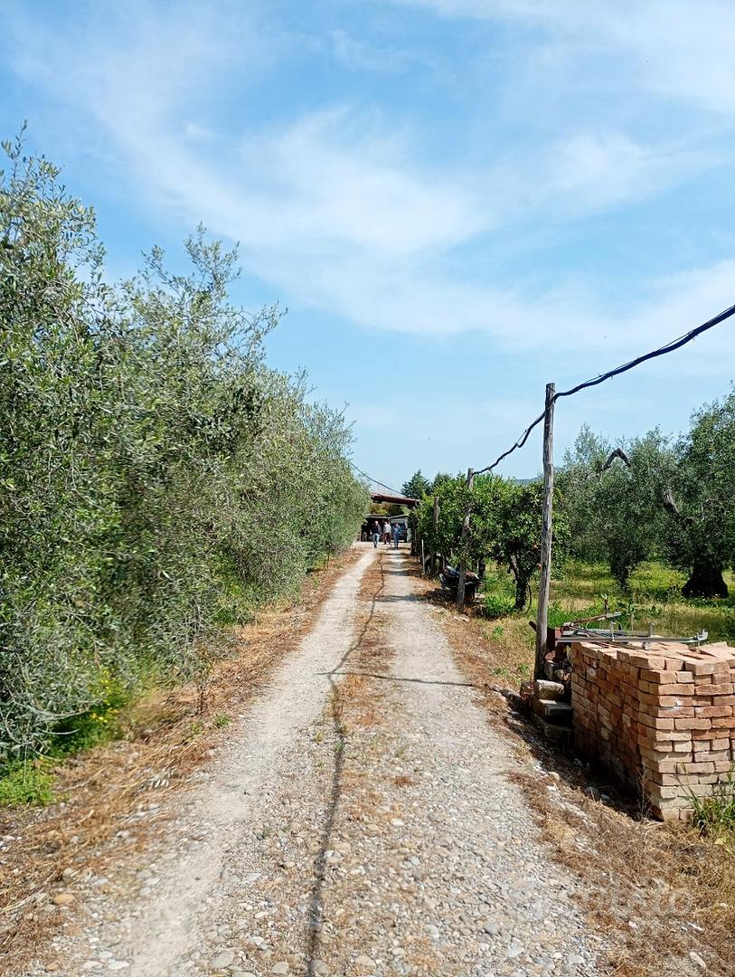 Terreno agricolo con uliveto di I classe - Vista 3