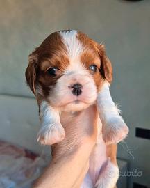 Cavalier king