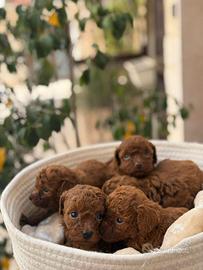 Femminucce barboncino toy Red