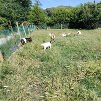 Becchetto mezza taglia di 7 mesi