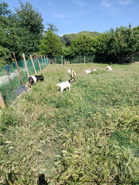 Becchetto mezza taglia di 7 mesi