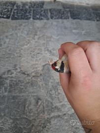 Cardellino